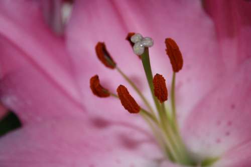 Pistil Pollen Macro Pink Close Up