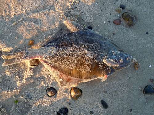 Plaice Fish Beach Stranded Dead