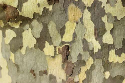 Sycamore Tree Bark Tree Bark Colorful Pattern