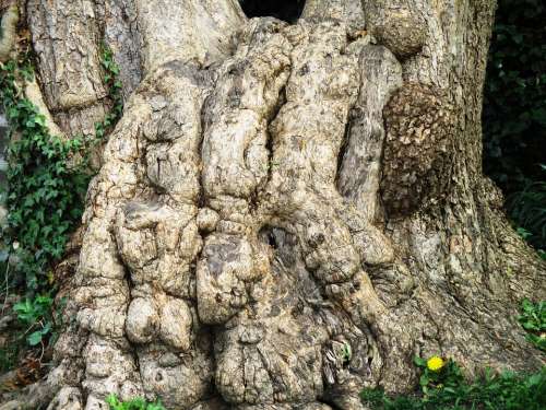 Sycamore Tree Log Bark Root