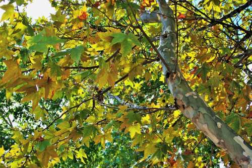 Plane Leaves Tree Plane Leaves Foliage Yellowing