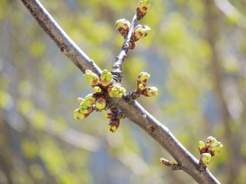 Plant Nature Green Bud White Show Branch