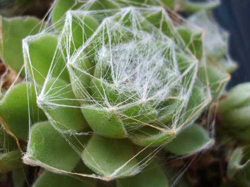 Plant Web Flowers Fat Plant Adult