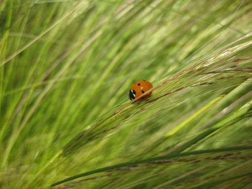 Plant Grass Nature Grasses Beetle Halme Meadow