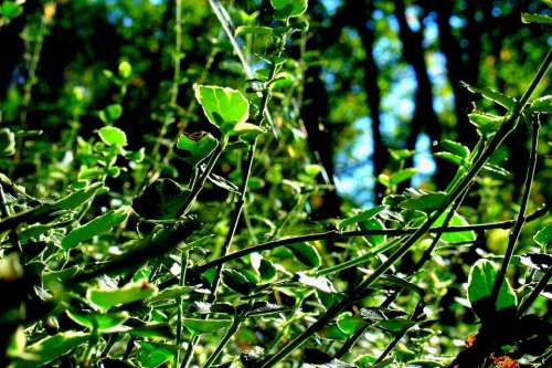 Plant Nature Green Close Up