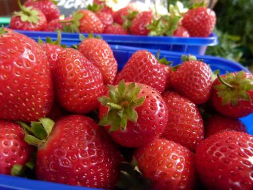 Plant Strawberry Red Berry Sweet Fruits