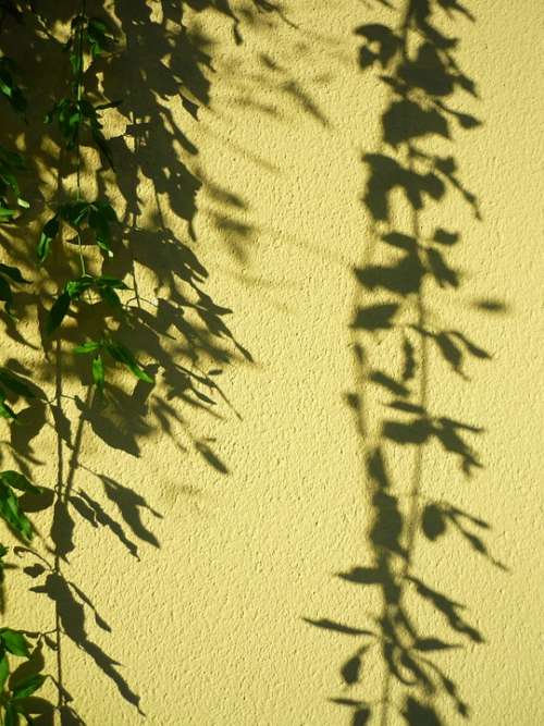 Plant Pendant Shadow Projection Ornamental Wall