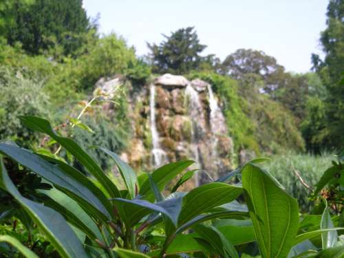 Plant Nature Green Leaf Leaves Waterfall Water