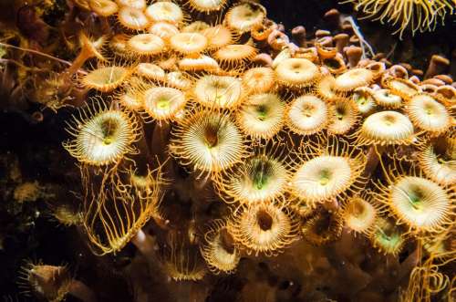 Plant Underwater Sea Ocean Coral Natural Nature