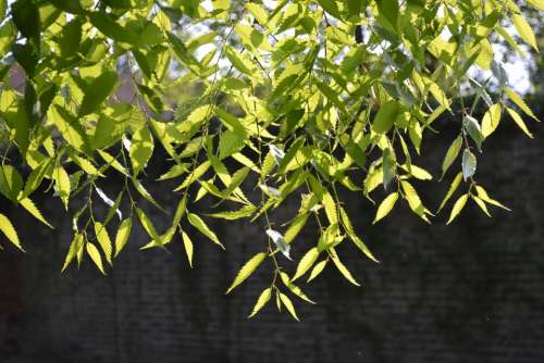 Plant Canopy Growing Hanging Branch Garden Leaf
