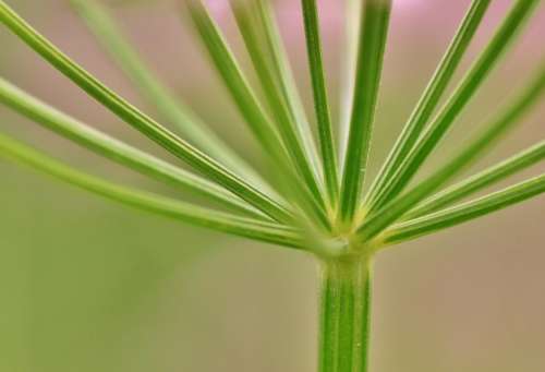 Screen Stalk Plant Nature Flora Garden Flower