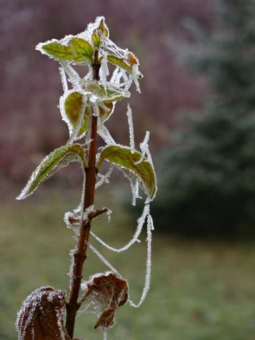 Plant Winter Frosted Cold Ice Icy Crystals