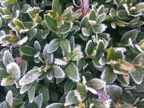 Plant Green Bush Frost Icy Cold Winter