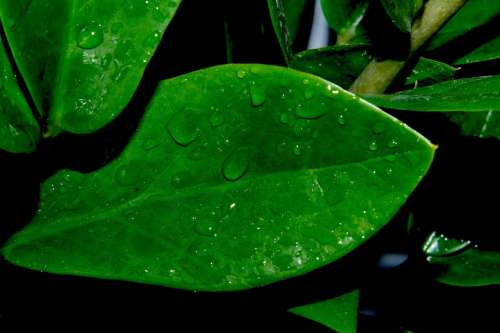 Plant Leaf Green Drop Of Water Beautiful Macro