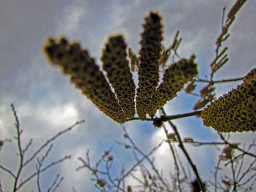 Plant Wood Flower Cloud Sky