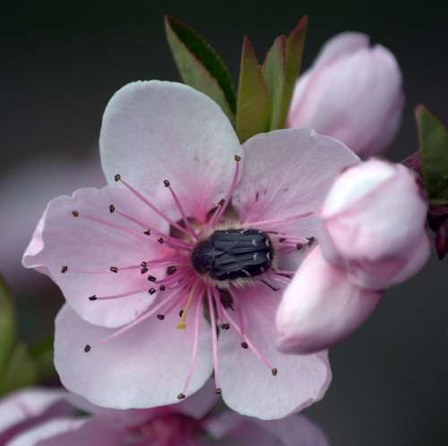 Plant Flower Spring Peach Insect Flowering Tree