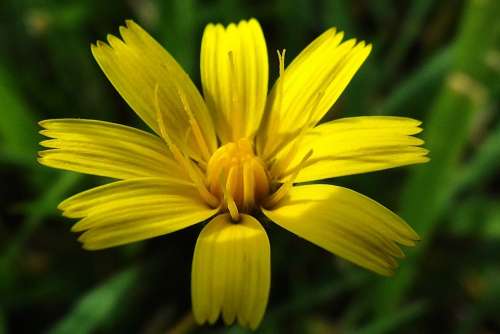 Plant Macro Yellow Wildflower
