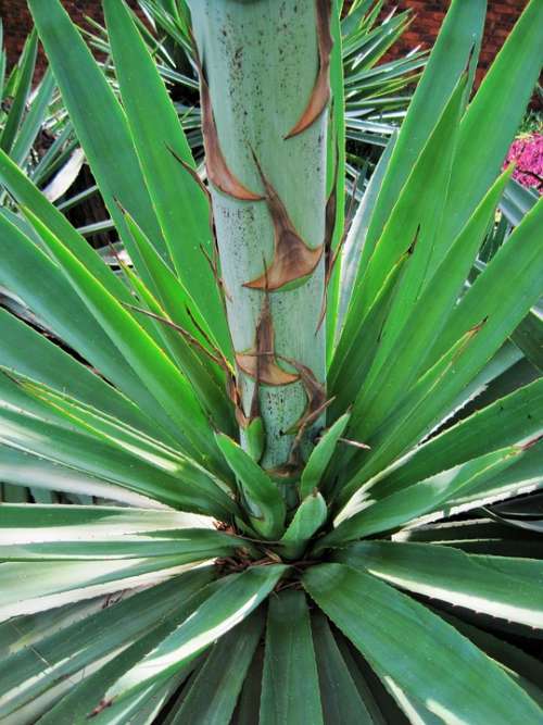 Plant Base Leaves Thick Spiky Stem Sisal