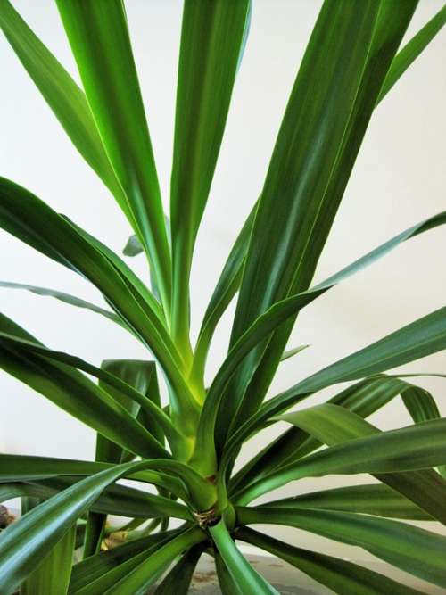 Plant Yucca Potted Indoors Leaves Long Green