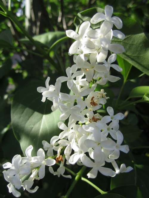 Plant Jasmin Flowers White