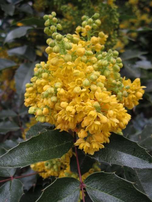 Plant Mahogany Mahonia Aquifolium Blossom Bloom