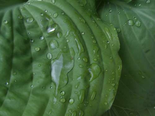Plant Leaves Green Raindrop Close Up Drop Of Water