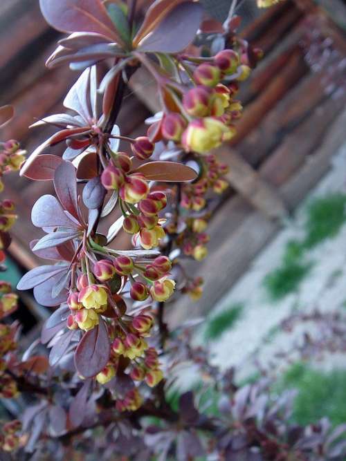 Plant Garden Detail Flowers Bush