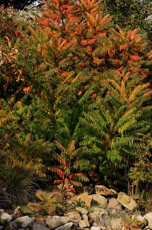 Plant Shrubs Autumn Red Orange Green Stones