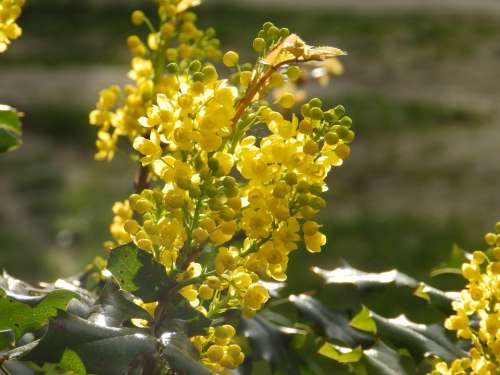 Plant Mahonia Flower Spring Yellow In The Sun