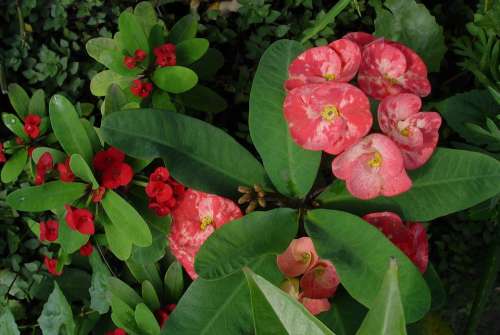 Plant Flowers Euphorbia