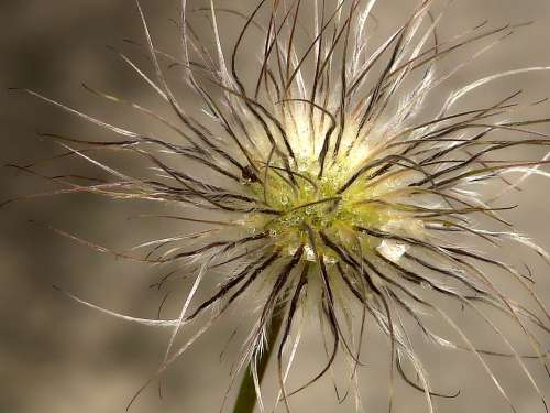 Plant Macro Close Up Blossom Bloom Nature Drip