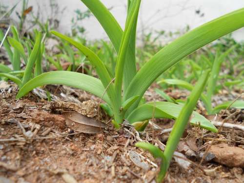 Plant Green Nature Summer Growth Growing Stem