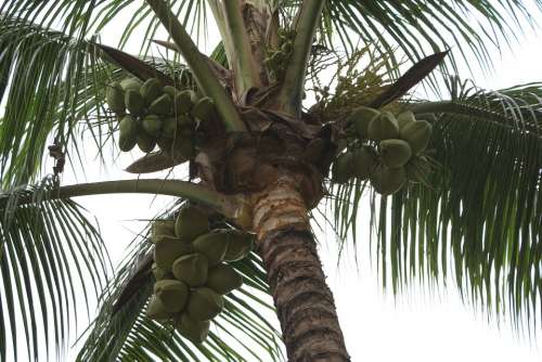 Plant Landscape Scenic Palm Coconut Nature