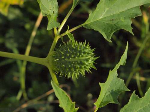 Plant Spur Autumn Fruit Prickly Green