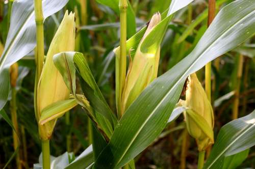 Plant Corn Corn On The Cob Leaves Cornfield