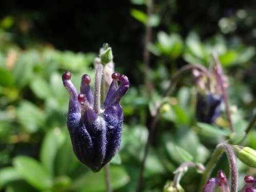 Plant Purple Flower Garden Violet Nature