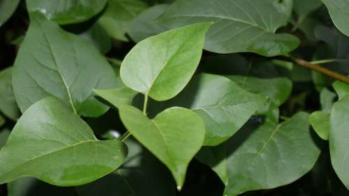 Plant Green Nature Leaf
