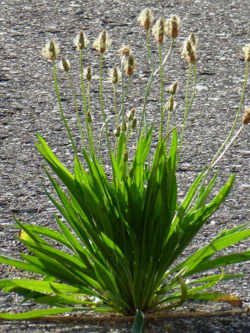 Plantain Asphalt Road Plant Weed Bloom