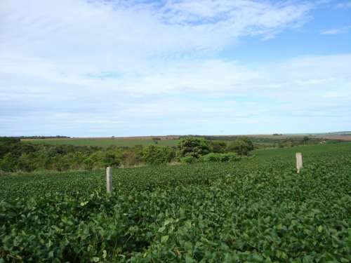 Plantation Soybeans Crop Grains Cerrado Brazil