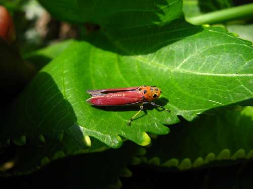 Planthopper Insect Pink Hopper Bug Macro Red