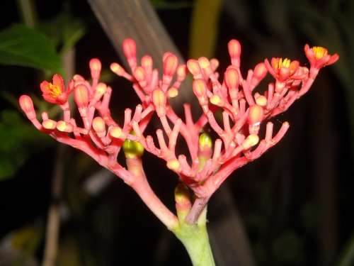 Plants Flowers Ashoka Saraca Indica Orange Bud