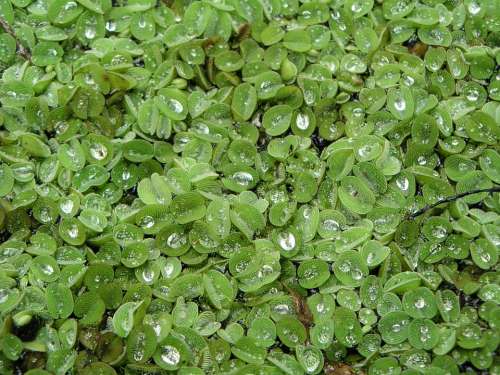 Plants Leaves Ground Cover Green Growth Nature