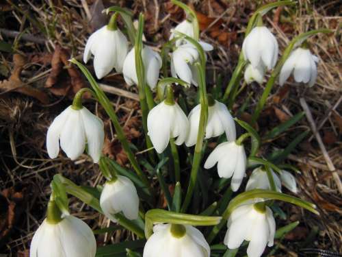 Plants Flowers Early Spring Snowdrop White Green