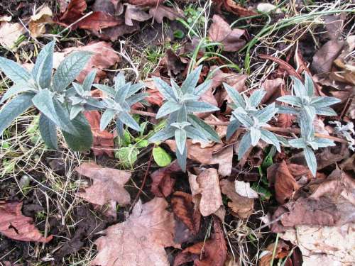 Plants Shoot Nature Grass Leaves Arid Brown Green