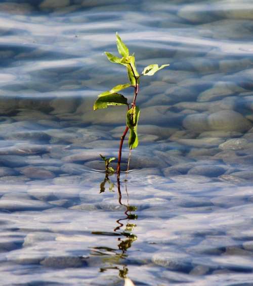 Plants Shoot Nature Lake Stones Ash Water