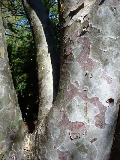 Platane Tree Bark Pattern Textured
