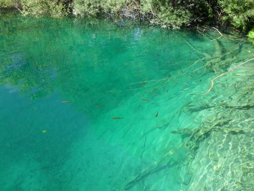 Plitvice Lakes Fish Nature Lake Croatia