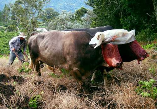 Plow Farm Farming Oxen Panama Rural