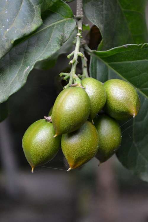 Plum Dubai Plum Green Fruit Fruit Unripe Fruit
