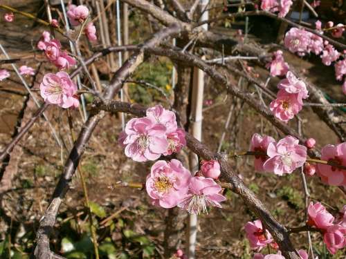 Plum Red Plum Plum Blossoms Spring Pink Flower Bed